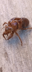 Amphipsalta