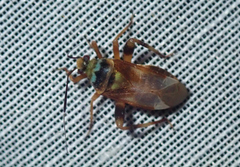 Taedia