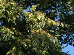 Ulmus parvifolia