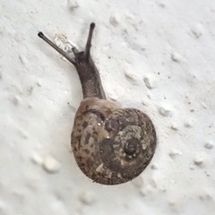 Xerotricha conspurcata