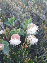 Pimelea ligustrina ciliata