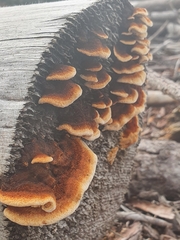 Gloeophyllum sepiarium