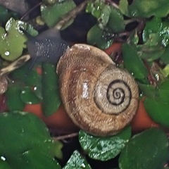 Otala punctata