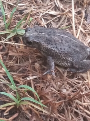 Rhinella dorbignyi