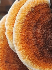 Gloeophyllum sepiarium