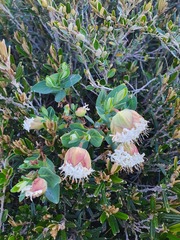 Pimelea ligustrina ciliata