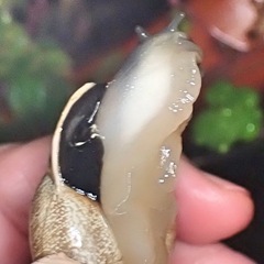 Otala punctata