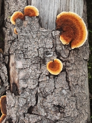 Gloeophyllum sepiarium