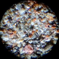 Phereoeca