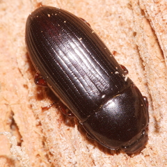 Uloma tenebrionoides
