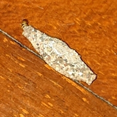 Phereoeca