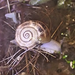 Otala punctata