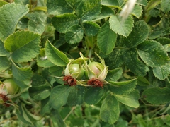 Rosa corymbifera