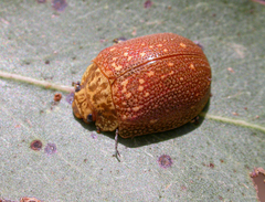 Paropsis intermedia