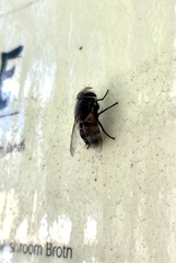 Diptera