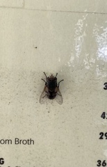 Diptera