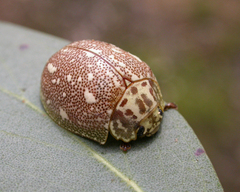 Paropsis marmorea