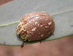 Paropsis marmorea