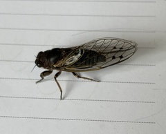 Gelidea torrida