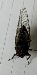 Gelidea torrida