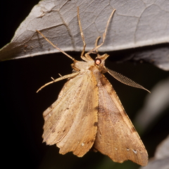 Chalastra pellurgata