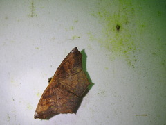 Paragonia cruraria
