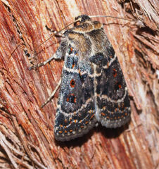 Proteuxoa sanguinipuncta