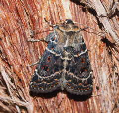 Proteuxoa sanguinipuncta