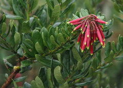 Macleania rupestris
