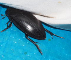 Hydrophilus latipalpus