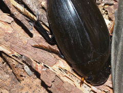 Hydrophilus latipalpus