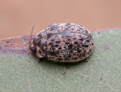 Trachymela pustulosa