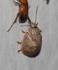 Paropsis charybdis