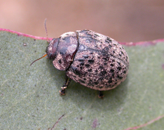 Trachymela pustulosa