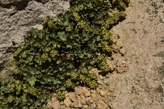 Azorella andina