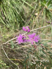 Melaleuca thymifolia