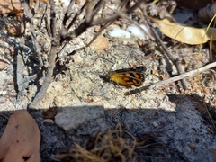 Synemon parthenoides