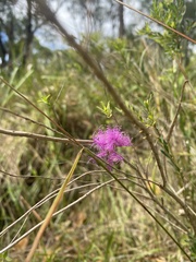 Melaleuca thymifolia