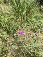 Melaleuca thymifolia