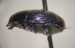 Histerinae
