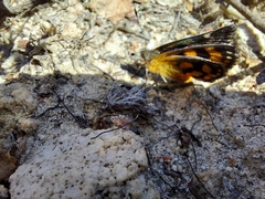 Synemon parthenoides
