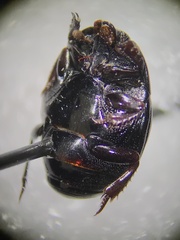Histerinae