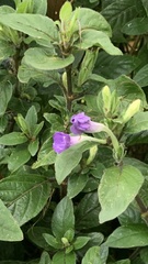 Ruellia squarrosa