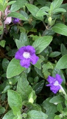 Ruellia squarrosa