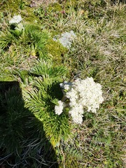 Aciphylla glacialis
