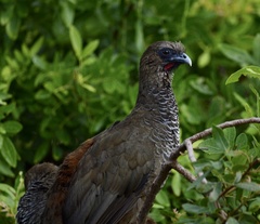 Ortalis squamata