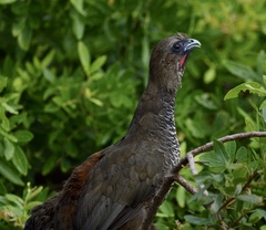 Ortalis squamata
