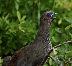 Ortalis squamata