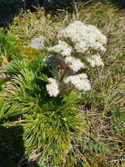 Aciphylla glacialis