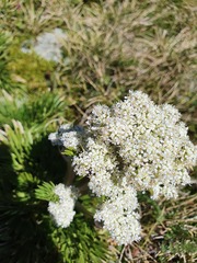 Aciphylla glacialis